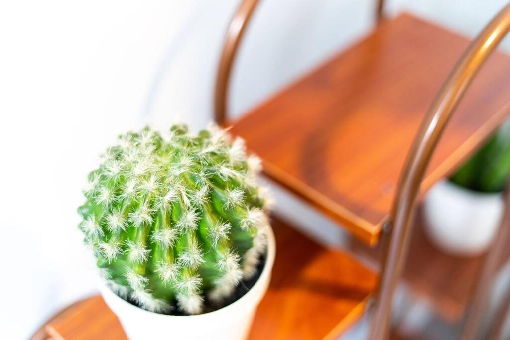 Cacti - Cactyou - Cactus San Antonio Bagian luar foto